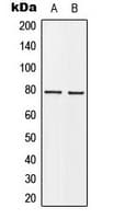 Polyclonal Rabbit anti-Human BARD1 Antibody (N-Terminus, IHC, WB)