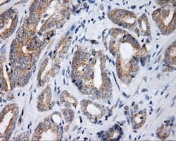 Monoclonal Mouse anti-Human LIPG / Endothelial Lipase Antibody (clone OTI3C4, Carrier-free, IHC, IF, WB)