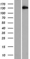 EDRF1 / C10orf137 Protein (Over-Expression Lysate Myc-DDK (Flag))