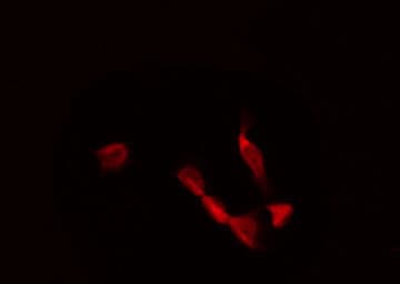 HNF4A / HNF4 Antibody