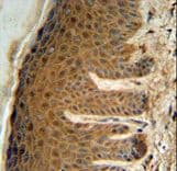 EFTUD2 Antibody (aa257-284)