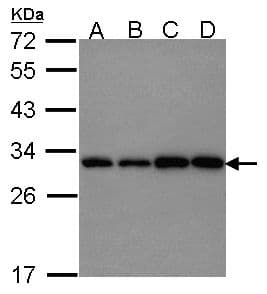 PGAM1 Antibody (aa16-199)