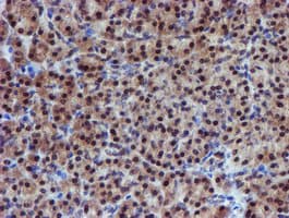PSMD2 Antibody (clone OTI1G6)