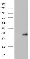 PSMB4 Antibody (clone OTI2H2)