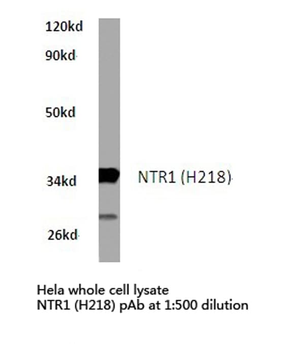 NTSR1 / NTR Antibody (His218)