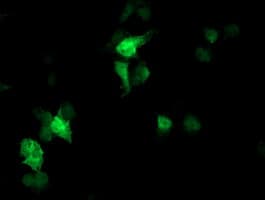 FBXO21 Antibody (clone OTI2B8)