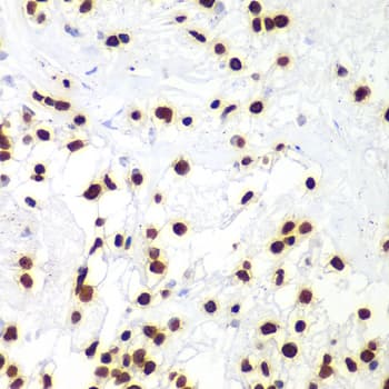 Polyclonal Rabbit anti-Human Histone H3 Antibody (IHC, IF, WB)