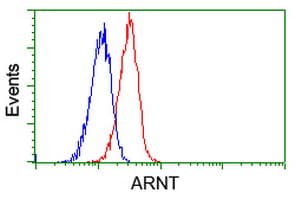 ARNT / HIF-1-Beta Antibody (clone OTI1D1)