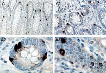 TANK Antibody (aa346-367)