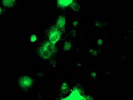 PDIA4 / ERP72 Antibody (clone OTI6F10, Carrier-free)