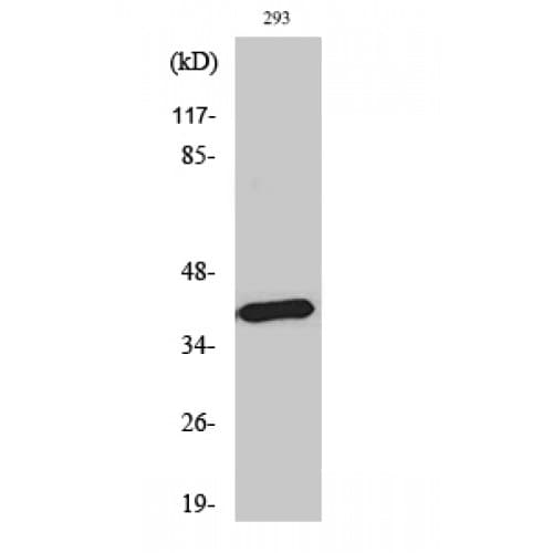 MTNR1B / MT2 Antibody (270-350 aa, C-terminal)