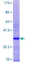 Human SERF1A / SERF1 Protein (Recombinant GST)