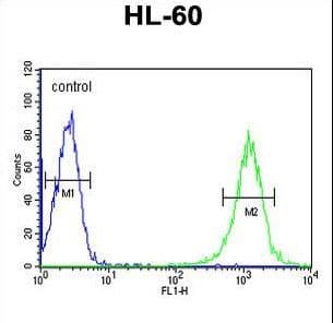 Polyclonal Rabbit anti-Human B4GALT1 Antibody (aa329-358, WB)