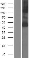 SLC16A10 Protein (Over-Expression Lysate Myc-DDK (Flag))