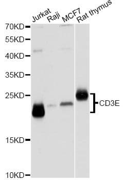 CD3E Antibody