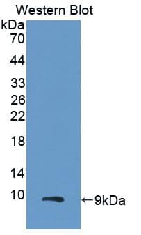 MIP2 / GRO2 / CXCL2 Antibody (aa34-107, PE)