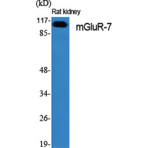 GRM7 / MGLUR7 Antibody (840-920 aa, C-terminal)