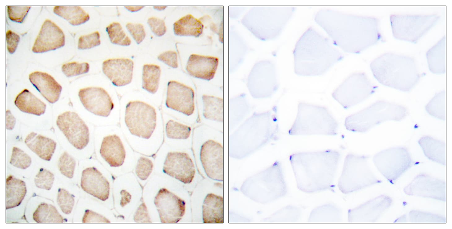 DDIT3 / CHOP Antibody (aa15-64)