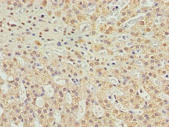 C10orf91 Antibody