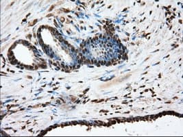 Monoclonal Mouse anti-Human GPI Antibody (clone OTI2D2, IHC, IF, WB)
