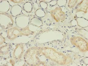 UGT2B4 Antibody