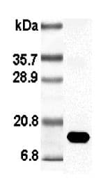 Leptin Antibody