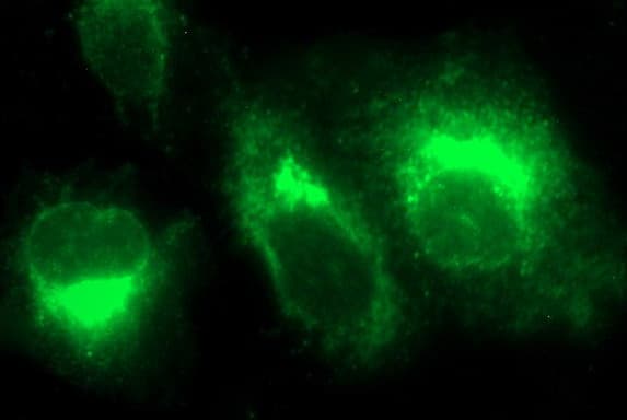 MMP13 Antibody (aa104-471, clone OTI4B7, Carrier-free)