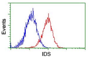 IDS / Iduronate 2 Sulfatase Antibody (clone OTI1D9)