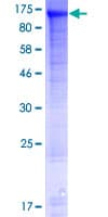 Human FAM190A Protein (Recombinant GST)