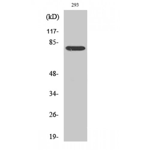 STAT4 Antibody (630-710 aa)