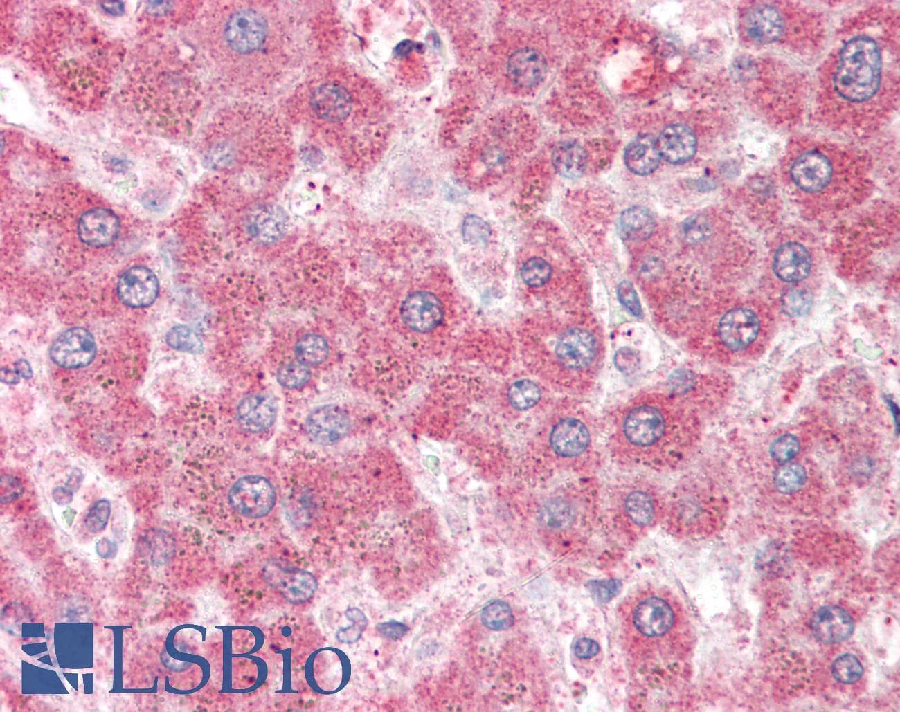 IHC-plus™ PALS2 / MPP6 Antibody (aa2-14)