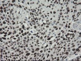 TLE1 / TLE 1 Antibody (aa180-460, clone OTI1H2, Carrier-free)