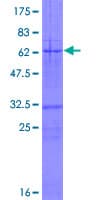 Human RAPSN Protein (Recombinant GST)