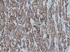 MRPS27 Antibody (clone OTI3A8)