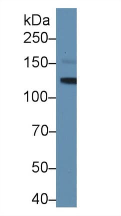 CD118 / LIF Receptor Alpha Antibody (aa641-790, Cy3)
