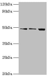 DDX39 Antibody (aa178-427)