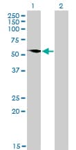 IHC-plus™ Monoclonal Mouse anti-Human G3BP1 / G3BP Antibody (clone 2F3, IHC, IF, WB)
