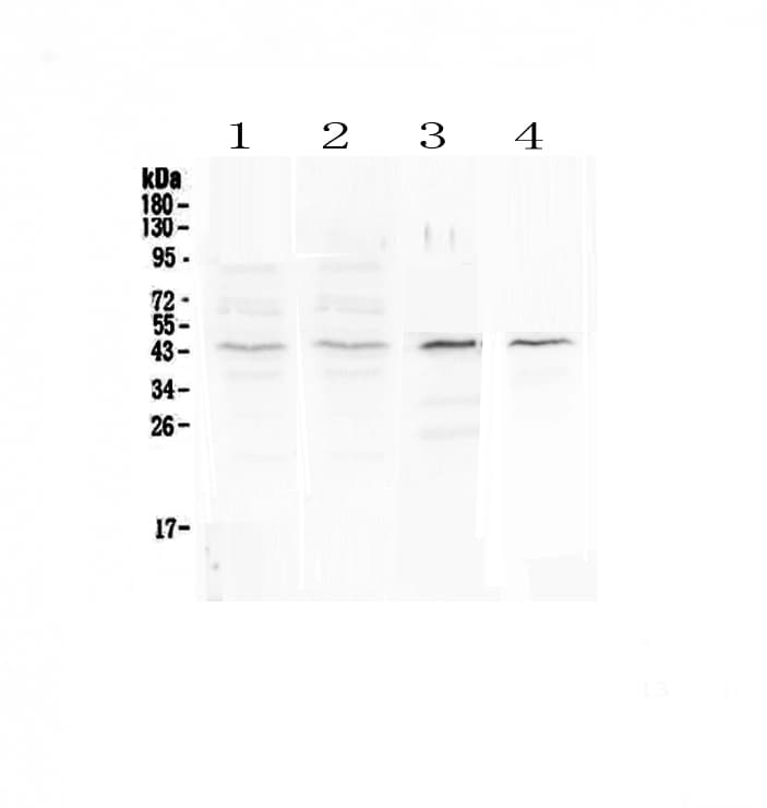 SP6 Transcription Factor Antibody