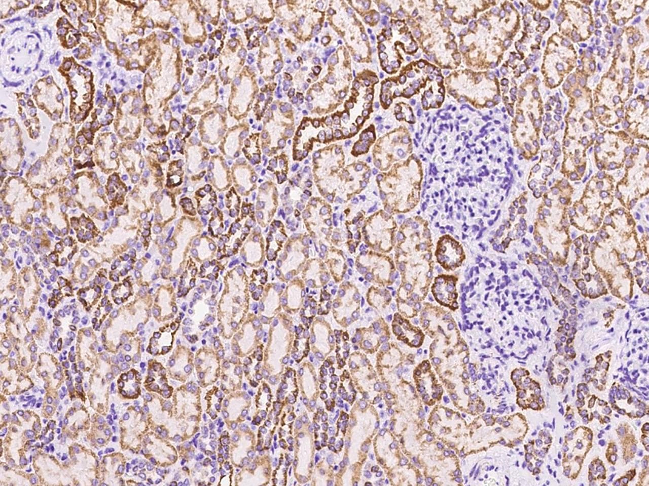 UQCRC1 Antibody (Preservative Free)