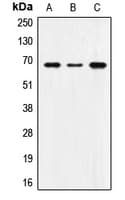 SNX1 Antibody (Internal)