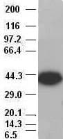 Monoclonal Mouse anti-Human EPCAM Antibody (clone OTI2H9, IF, WB)