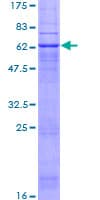 Human PTGER2 / EP2 Protein (Recombinant GST)