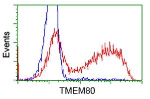 TMEM80 Antibody (clone OTI2B7)
