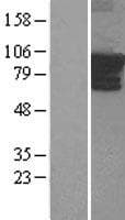 ARHGEF4 Protein (Over-Expression Lysate Myc-DDK (Flag))
