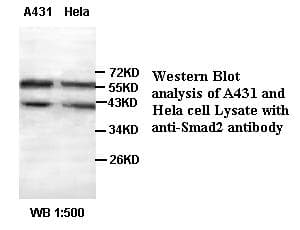 Polyclonal Rabbit anti-Human SMAD2 Antibody (WB)