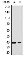 SH3GL3 Antibody