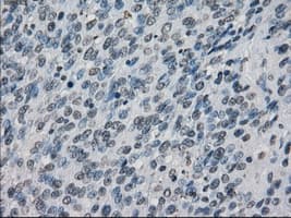 XRCC4 Antibody (clone OTI4H9)