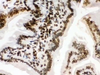 LMNB1 / Lamin B1 Antibody