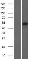 GYG2 Protein (Over-Expression Lysate Myc-DDK (Flag))