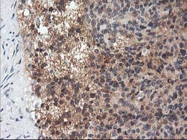 Adiponectin Antibody (aa19-244, clone OTI1H1, Carrier-free)